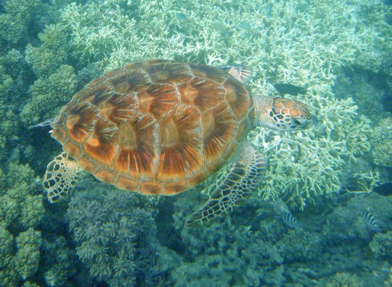 2012_0929Australia010050